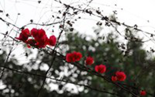 水仙花開廣場舞廣場舞下載