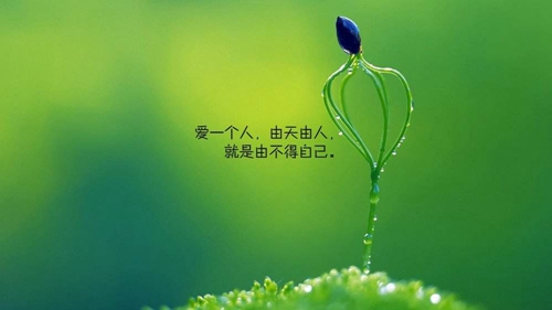 武漢汪汪