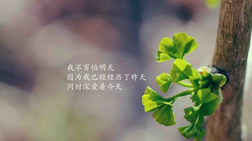 燕子廣場舞你牛什么牛dj何鵬