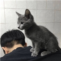 兔子的愛國頭像3